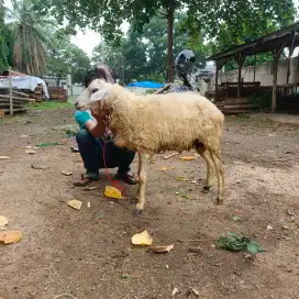 Kambing Aqiqah Nazar Syukuran