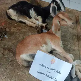 Kambing Aqiqah Nazar Syukuran dll