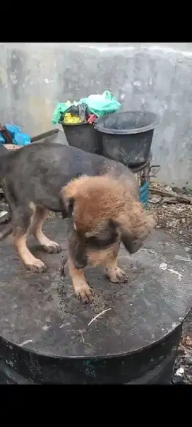 Anjing bulu panjang
