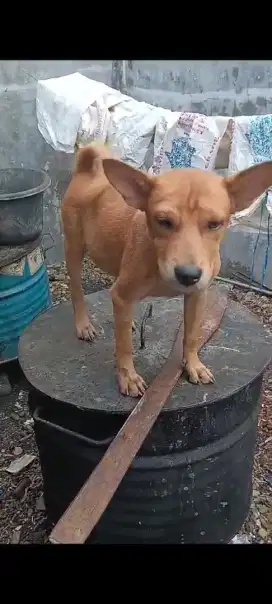Anjing domestik