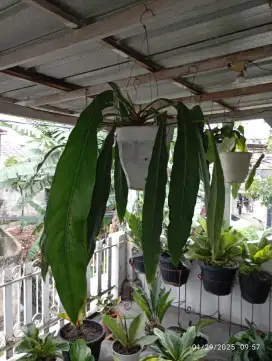Anthurium Selengkers