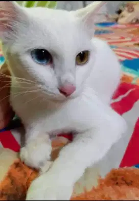 Kucing mixdom putih kapas