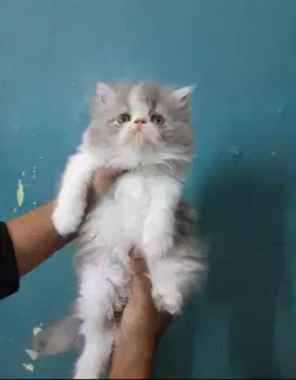 Kiten peaknose # persia #kucing lucu #kucing pesek