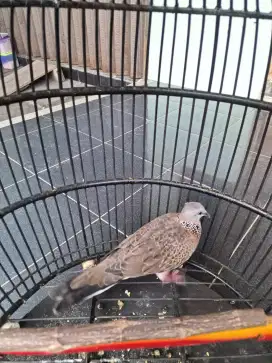 Burung Derkuku Jantan Lokal Alam Kuk 2