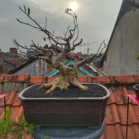 Bonsai bogel ampelas putih