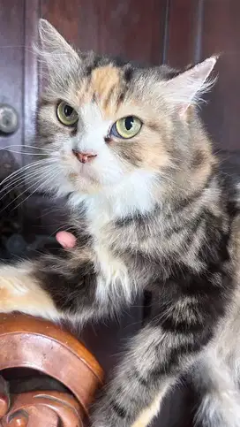 Mainecoon mix persia betina calico usia 1 tahun