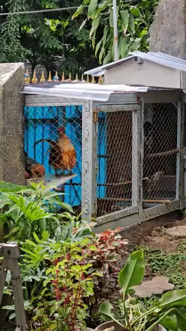 Ayam kate jantan 1 betina 2 petelur