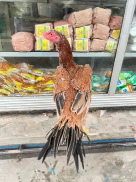 Ayam ekor lidi betina perawan