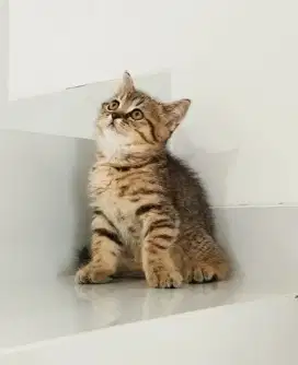 BSH Golden Tabby