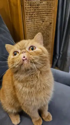 Dijual kucing Exotic Peaknos Jantan