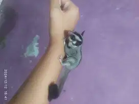 sugar glider , joy jantan