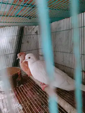 Burung puter putih x puter jambul tangerin