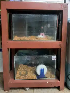 Aquarium plus Meja 2 tingkat, kayu kamper , kokoh 75x35x100 cm