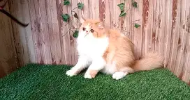 Peaknose jantan