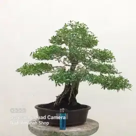 Bonsai Seribu Bintang
