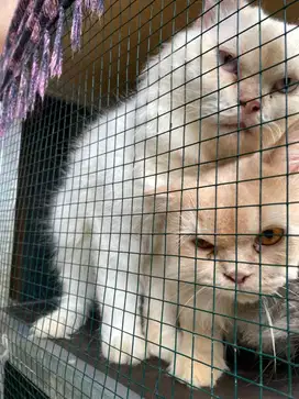 Kucing persia jantan