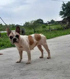 Indukan French Bulldog Non Stamboom