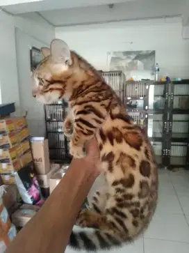 GROOMING KUCING&ANJING PANGGILAN KERUMAH