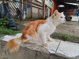 Kucing Persia Bigbone Sehat