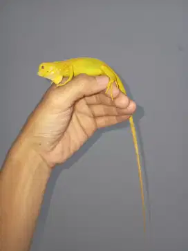 Iguana albino baby