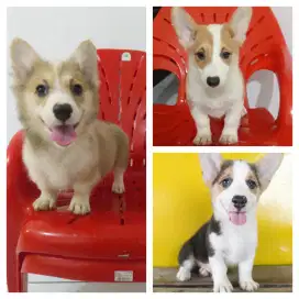 ANAK ANJING CORGY/ CORGI STAMBUM, VAKSIN, MICROCHIP, GOOD BLOODLINE.