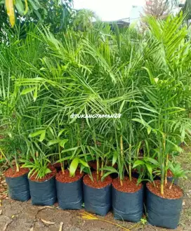 Palem komodoria/pohon palem komodoria