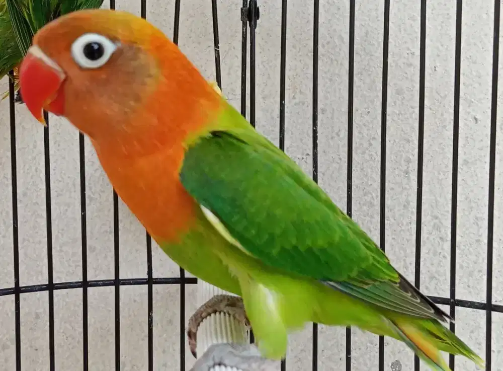 Jual BURJA LOVEBIRD BABY BIOLA GREEN WARNA PEDAS, MULUS DAN BERSIH