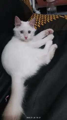 Kitten jantan 4bulan