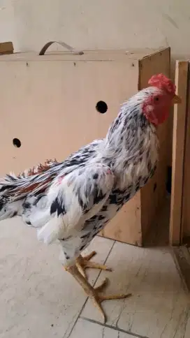 Ayam bangkok kaki SS