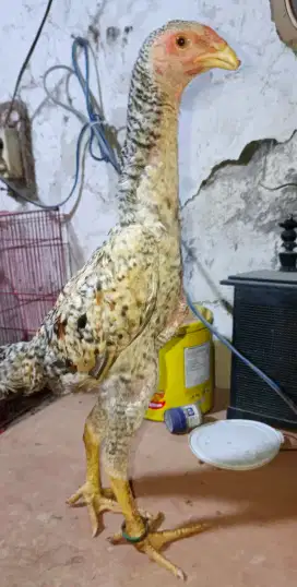 Anak ayam shamo Eropa