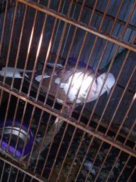 Puter blorok rajin bunyi