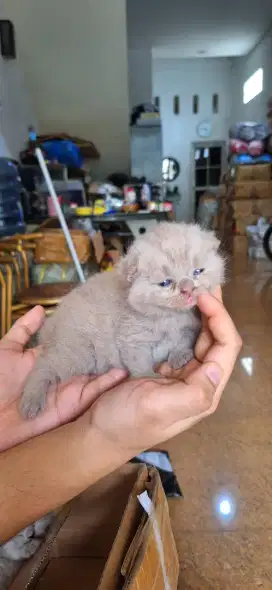 Kucing Bsh British Shorthair Pure Asli