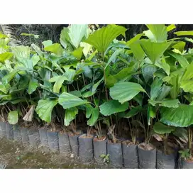 Promo Bibit Aren Genjah Ukuran 50 cm