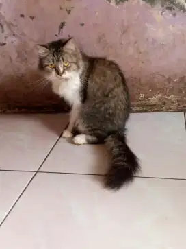 Lepas adop Persia Himalaya