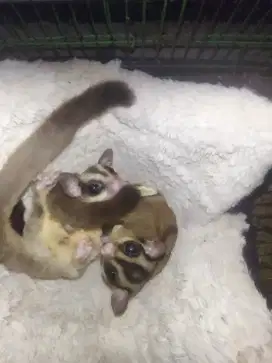 Sugar glider dewasa classic grey jantan betina