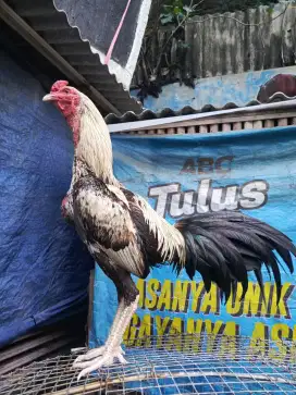 Ayam Bangkok ,pakhoy Mangon