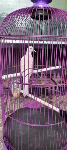 di jual burung perkutut putih seri udan mas