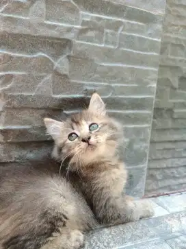 Kucing Persia peaknose flatnose kitten lucu bulu gimbul sehat aktif