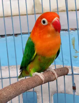 Burung lovebird biola blorok merah