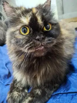 Kucing persia betina warna torti