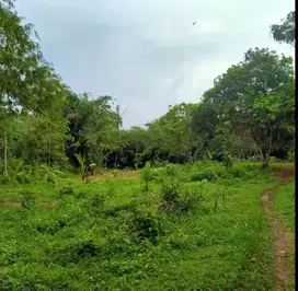 TANAHMURAHZONAPETERNAKANKABUPATEN LEBAK