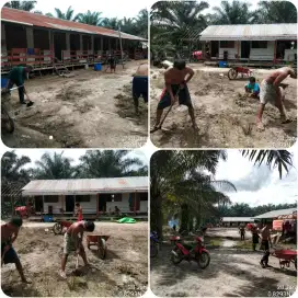 DI BUTUHKAN CEPAT TENAGA PEMANEN SAWIT
