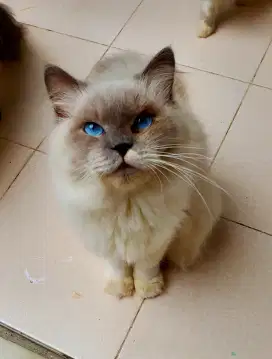 Kucing Ragdoll Jantan sudah Vaksin