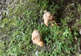 Bibit Ayam Petelur 3 Minggu Up