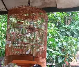 Burung Murai Medan