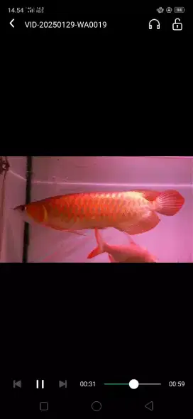 -+50 cm arwana super red