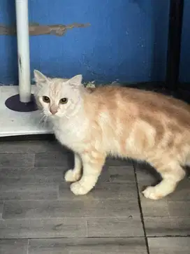 Open adopt kucing persian