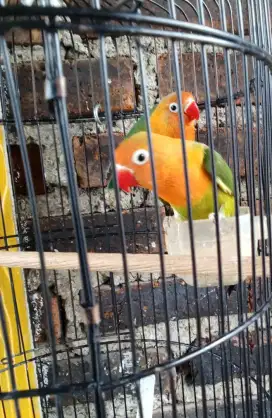 Burung Lovebird