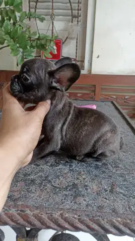 FRENCH BULLDOG puppy minisize