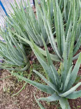 Lidah Buaya Aloe Vera
